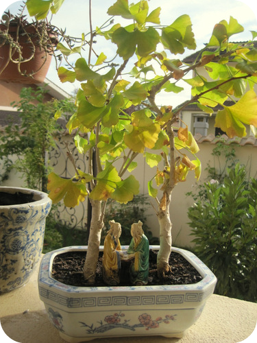 Gingko Biloba