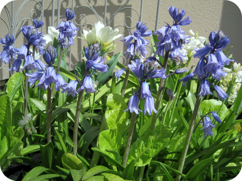 Hyacinthoides hispanica