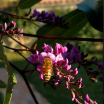 ape su fiore di hardenbergia