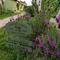 lavanda papillon